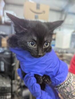 LESLIE -  Domestic Short Hair Cat for Adoption in San Bernardino, California - LESLIE | PetCurious