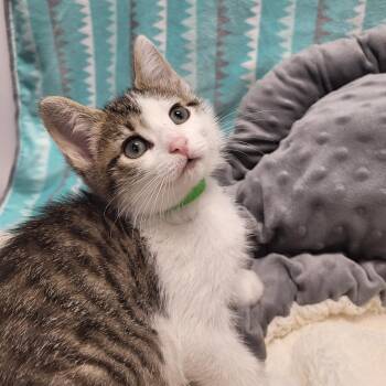 Enola -  Domestic Short Hair Cat for Adoption in Fort Wayne, Indiana - Enola | PetCurious