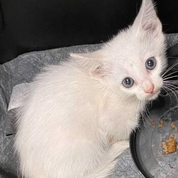 Rescue American Shorthair Cats for Adoption in Grand Prairie, Texas - BLANCO | PetCurious