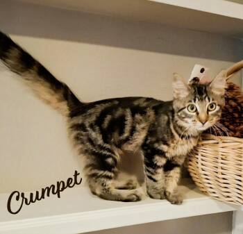Crumpet #miss-personality -  Maine Coon and Domestic Long Hair Cat for Adoption in Houston, Texas - Crumpet #miss-personality | PetCurious