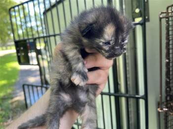 A657254 -  Domestic Short Hair Cat for Adoption in Houston, Texas - A657254 | PetCurious