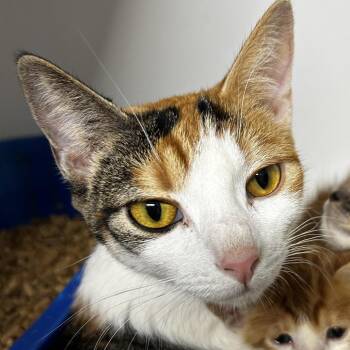 Christine -  Domestic Short Hair Cat for Adoption in Leander, Texas - Christine | PetCurious
