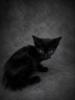 FELIX -  Domestic Short Hair Cat for Adoption in Winter Haven, Florida - FELIX | PetCurious