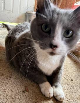 Domestic Short Hair Cats Available for Adoption in Beckley, West Virginia - KitKat | PetCurious