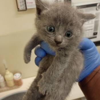 Domestic Short Hair Cats Available for Adoption in Lynchburg, Virginia - Drita | PetCurious