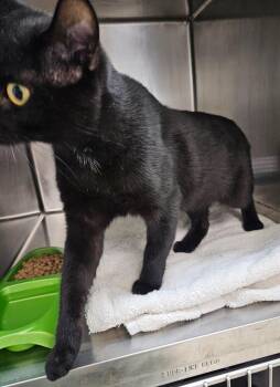 Smoke -  Domestic Short Hair Cat for Adoption in Mocksville, North Carolina - Smoke | PetCurious