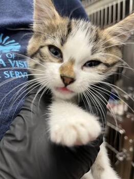 LIBBY FOLFAX -  Domestic Short Hair Cat for Adoption in Chula Vista, California - LIBBY FOLFAX | PetCurious