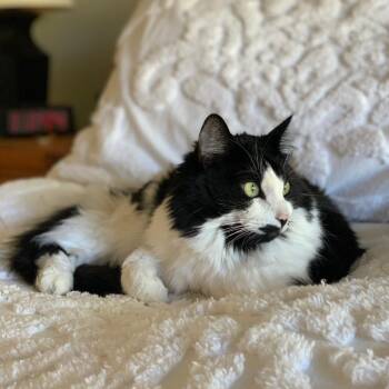 Domestic Long Hair Cats Available for Adoption in Washougal, Washington - Mrs. Beasley | PetCurious