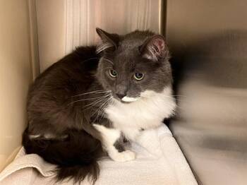 DOUGIE -  Domestic Long Hair Cat for Adoption in Colorado Springs, Colorado - DOUGIE | PetCurious