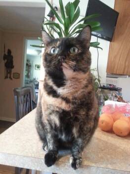 Rescue Tortoiseshell Cats for Adoption in Lenexa, Kansas - Tempy | PetCurious