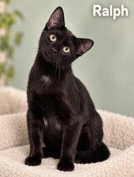 Ralph -  Domestic Short Hair Cat for Adoption in Pawleys Island, South Carolina - Ralph | PetCurious