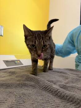 P. Sherman -  Domestic Short Hair Cat for Adoption in Raleigh, North Carolina - P. Sherman | PetCurious