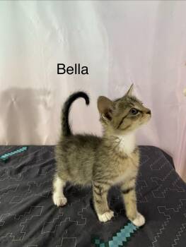 Bella -  Domestic Short Hair Cat for Adoption in Macomb, Michigan - Bella | PetCurious