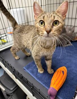 Luna -  Domestic Short Hair Cat for Adoption in Cowlesville, New York - Luna | PetCurious