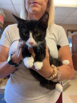Ernest -  Domestic Short Hair Cat for Adoption in Maumelle, Arkansas - Ernest | PetCurious