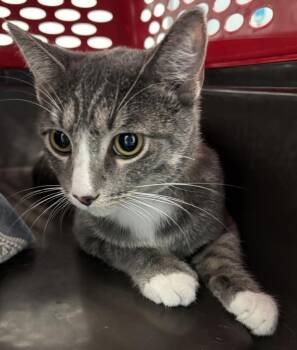 Yoga -  Domestic Short Hair Cat for Adoption - Yoga | PetCurious