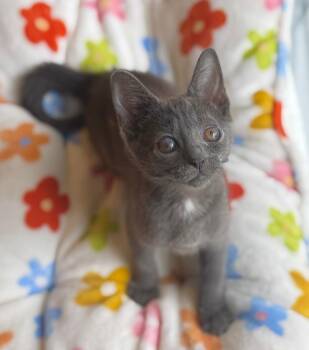 Rescue Domestic Short Hair Cats for Adoption in Wayne, New Jersey - Marzipan | PetCurious