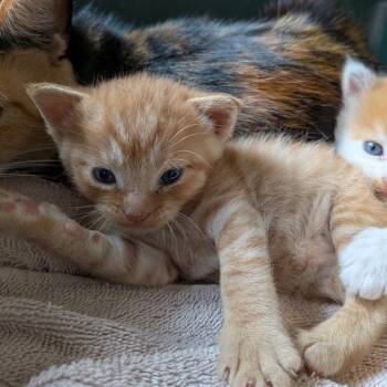 Cheeto -  Domestic Short Hair Cat for Adoption in Fairfax Station, Virginia - Cheeto | PetCurious