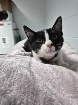 BAYLEE -  Domestic Short Hair Cat for Adoption in St. Cloud, Florida - BAYLEE | PetCurious