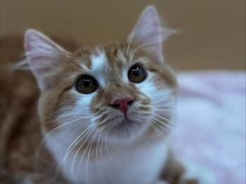 Cory -  Domestic Long Hair Cat for Adoption in Portland, Oregon - Cory | PetCurious