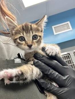 Domestic Short Hair Cats Available for Adoption in Daytona Beach, Florida - Ham | PetCurious