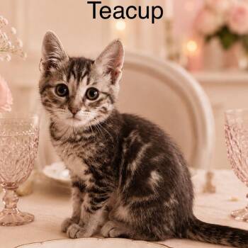 Teacup -  Tabby Cat for Adoption in Wyandotte, Michigan - Teacup | PetCurious