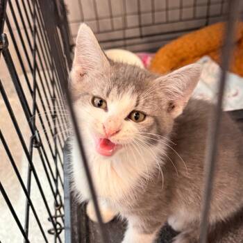 Riptide -  Domestic Short Hair Cat for Adoption in Oak Brook, Illinois - Riptide | PetCurious