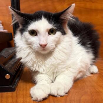 Oreo -  Domestic Long Hair Cat for Adoption in Midland, Texas - Oreo | PetCurious