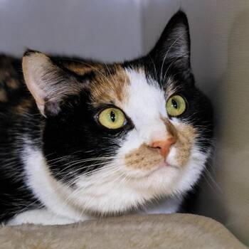 Domestic Short Hair Cats Available for Adoption - Prissy | PetCurious