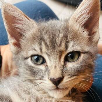 Rose -  Domestic Short Hair Cat for Adoption in Westminster, California - Rose | PetCurious
