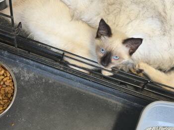 Selena -  Siamese Cat for Adoption in Charlotte, North Carolina - Selena | PetCurious