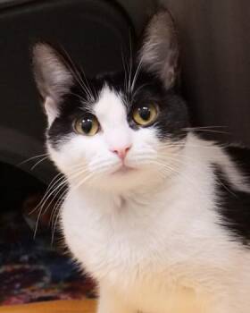 Domestic Short Hair Cats Available for Adoption in Fishers, Indiana - Moucshi | PetCurious