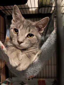 Kabota -  Domestic Short Hair Cat for Adoption in Gorham, Maine - Kabota | PetCurious