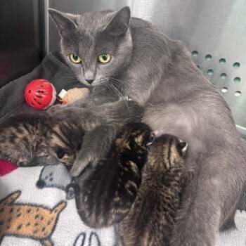 Oracle -  Domestic Short Hair Cat for Adoption in Indianapolis, Indiana - Oracle | PetCurious