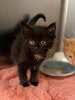Aquarius -  Domestic Medium Hair Cat for Adoption in Carthage, Missouri - Aquarius | PetCurious