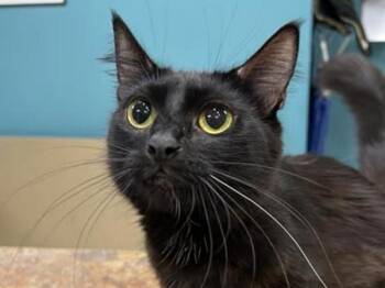 Peanut -  Domestic Medium Hair Cat for Adoption in Portland, Oregon - Peanut | PetCurious