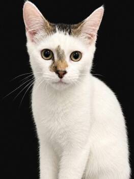 Nutmeg -  Domestic Medium Hair and Turkish Van Cat for Adoption in Houston, Texas - Nutmeg | PetCurious