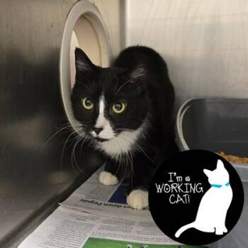 Domestic Short Hair Cats Available for Adoption - Edna Sprinkles | PetCurious