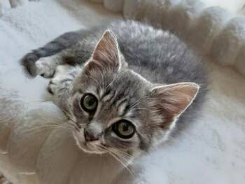 Duke -  Domestic Medium Hair Cat for Adoption in Reston, Virginia - Duke | PetCurious