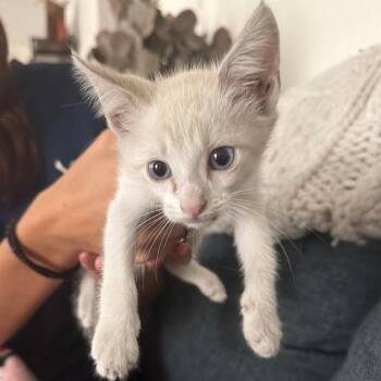 Chai -  Domestic Short Hair Cat for Adoption in San Antonio, Texas - Chai | PetCurious