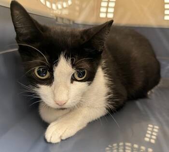 Magenta -  Domestic Short Hair Cat for Adoption - Magenta | PetCurious