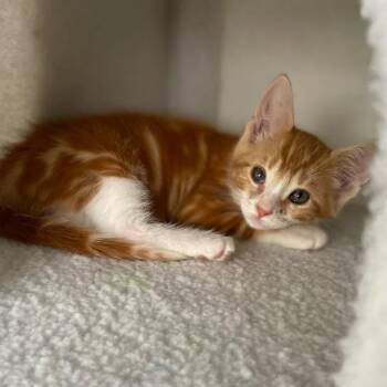 Pike -  Domestic Short Hair Cat for Adoption in Riverside, California - Pike | PetCurious
