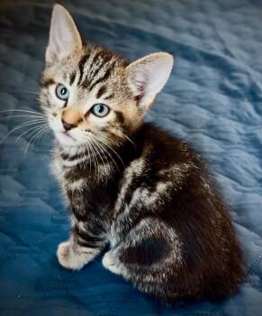Domestic Short Hair Cats Available for Adoption in Santa Ana, California - Swirley | PetCurious