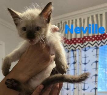 Neville -  Siamese Cat for Adoption in New Braunfels, Texas - Neville | PetCurious