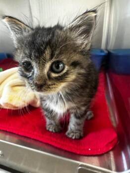 Captain Kibble -  Domestic Short Hair Cat for Adoption in Lake City, Arkansas - Captain Kibble | PetCurious
