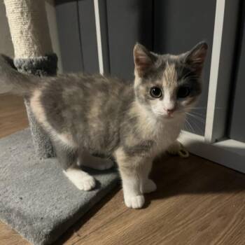 Mila -  Domestic Short Hair Cat for Adoption in Carmel, Indiana - Mila | PetCurious