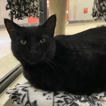 Rescue Domestic Short Hair Cats for Adoption in Buffalo, New York - Toothless | PetCurious