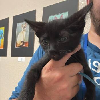 Domestic Short Hair Cats Available for Adoption in Chino Hills, California - Logan - Chino Hills Location | PetCurious