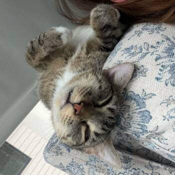 Polly Pocket -  Domestic Short Hair Cat for Adoption in Austin, Texas - Polly Pocket | PetCurious