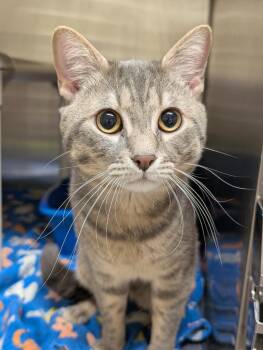 Domestic Short Hair Cats Available for Adoption in Fall River, Massachusetts - Phoenix | PetCurious